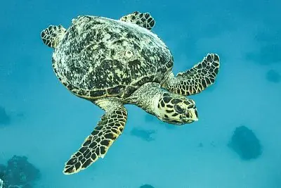 Fotografie z článku 43
