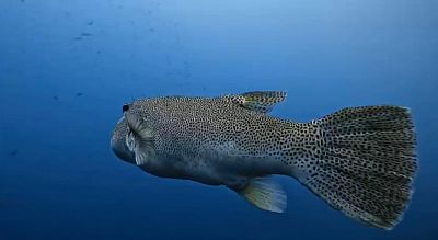 Bali myšlenky - 2026