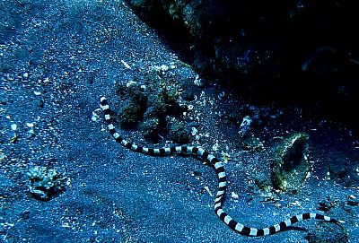 Bali myšlenky - 2026