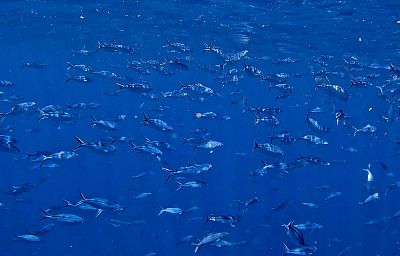 Bali myšlenky - 2026