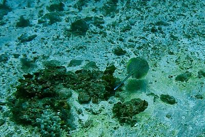 Bali myšlenky - 2026