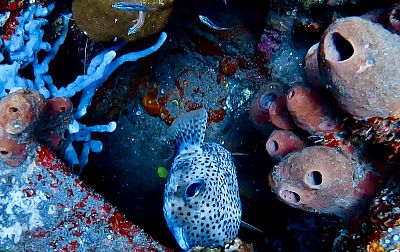 Bali myšlenky - 2026