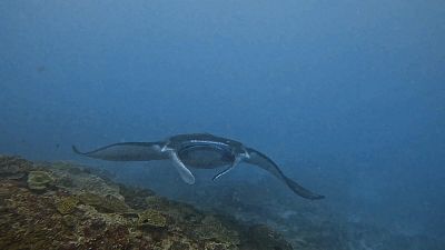 Bali myšlenky - 2026