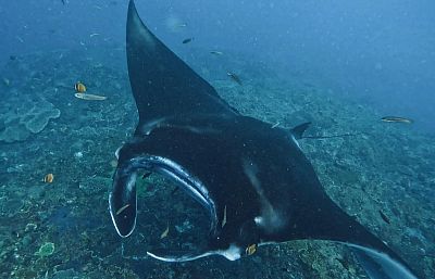 Bali myšlenky - 2026