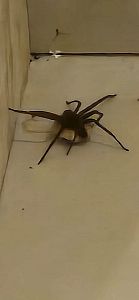 Bali myšlenky - 2026