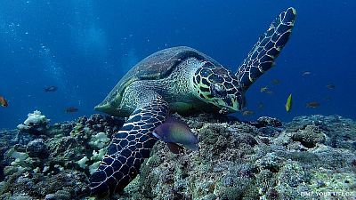 Freediving na Maltě: jeskyně, vraky a průplavy