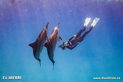 Freediving v Egyptě: Safari – delfíni, želvy, jeskyně, vraky