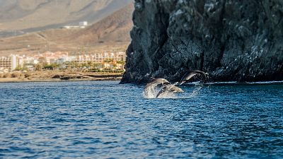 Tenerife - kurz Freedivingu