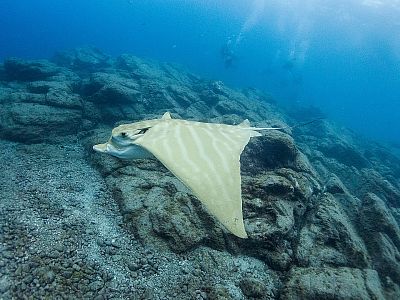 Tenerife - kurz Freedivingu